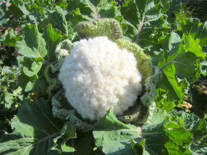 Crocheted Cauliflower