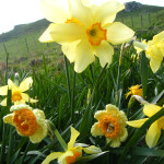 Crocheted Daffodils