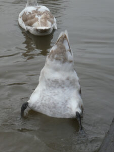 Swan with it's bum in the air, head in the water