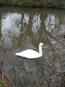 Swan with reflections of trees in the canal