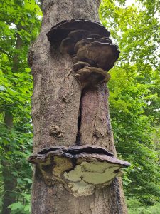 Bracket fungus