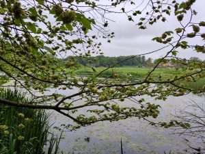 Elm flowers on a tree beside a pond