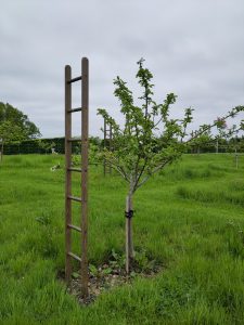 A ladder beside a fruit tree