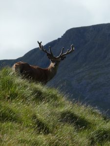 Stag