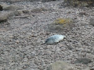 Seal pup on the rocky beach