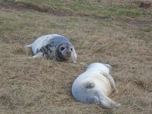 Seal pups on the grass