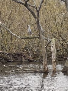 Heron perched on a tree branch