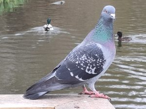 Pigeon with ducks in the background