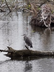 Grey heron